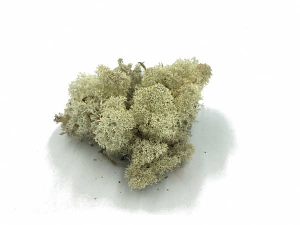 Norwegian Reindeer Moss ( Box 500g Gross ) Color Natural